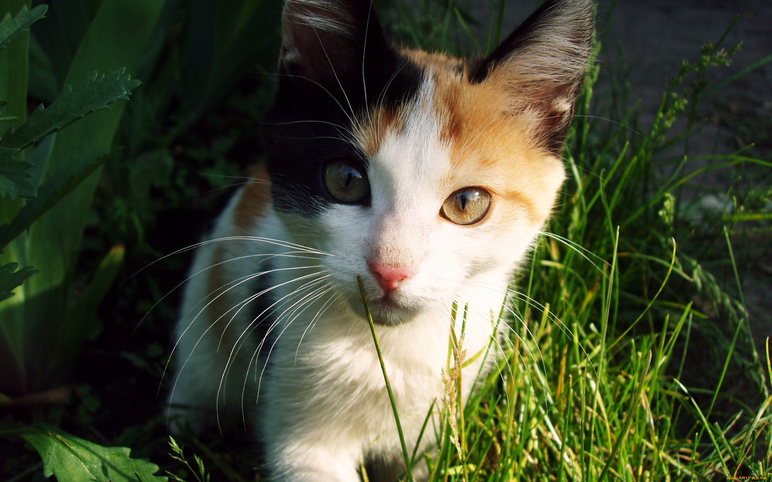Трёхцветная кошка с голубыми глазами